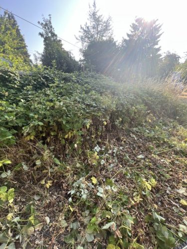 Yard Debris Clean-Up, Yard Debris Cleanup, Debris Removal, Debris Removal Portland, Debris Removal Services, Debris Hauling, Debris Hauling Portland, Yard Debris Portland