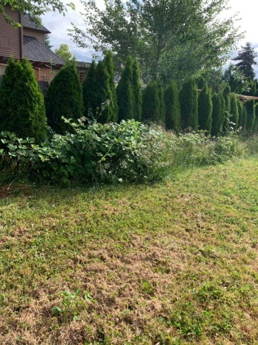 Blackberry Removal, Blackberry Removal Service, Blackberry Removal Portland, Blackberry Bush Removal, Blackberry Bush Removal Portland, Blackberry Bush Removal Services